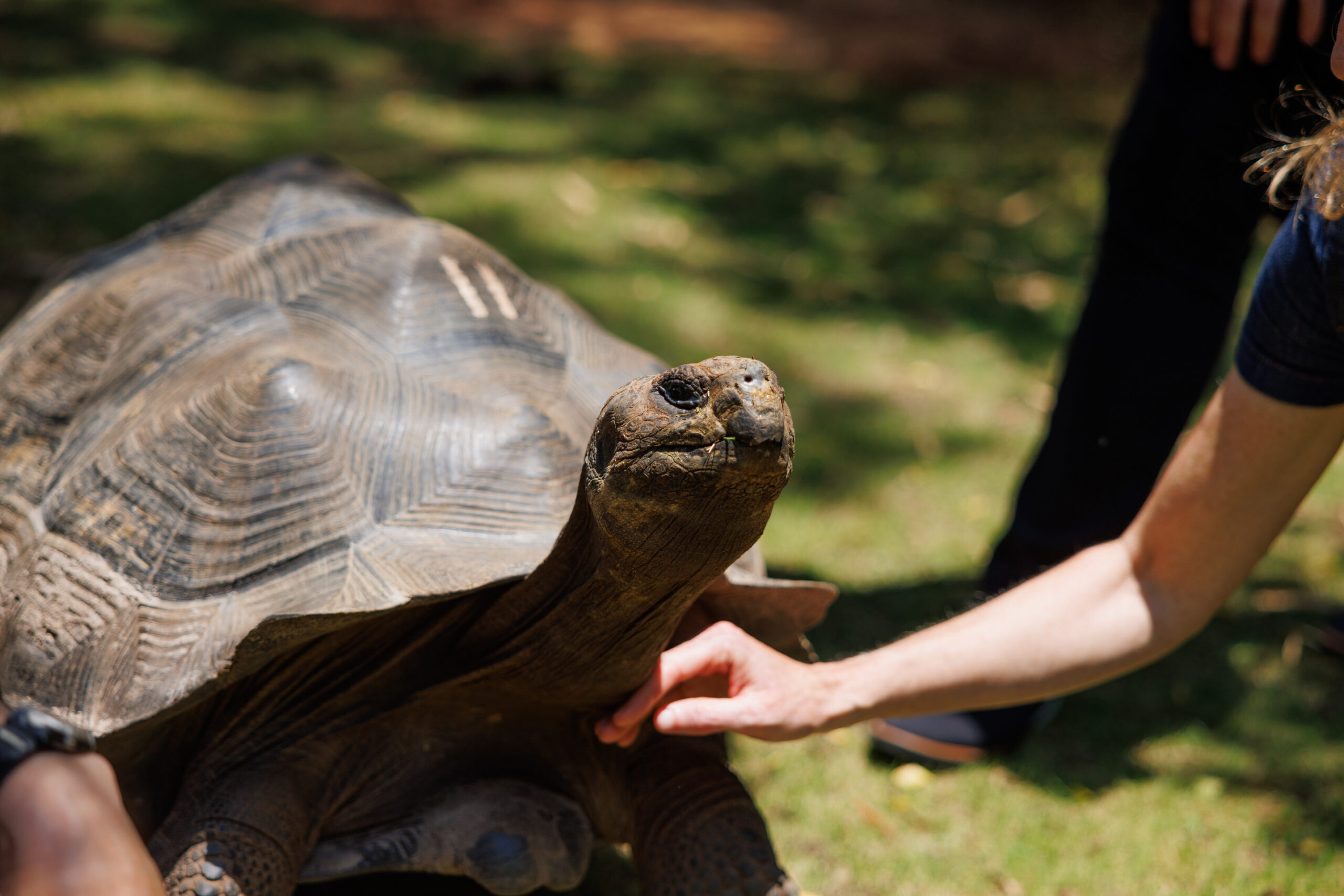 An Echo 24 attendee touches a tortoise on its neck during an animal encounter.