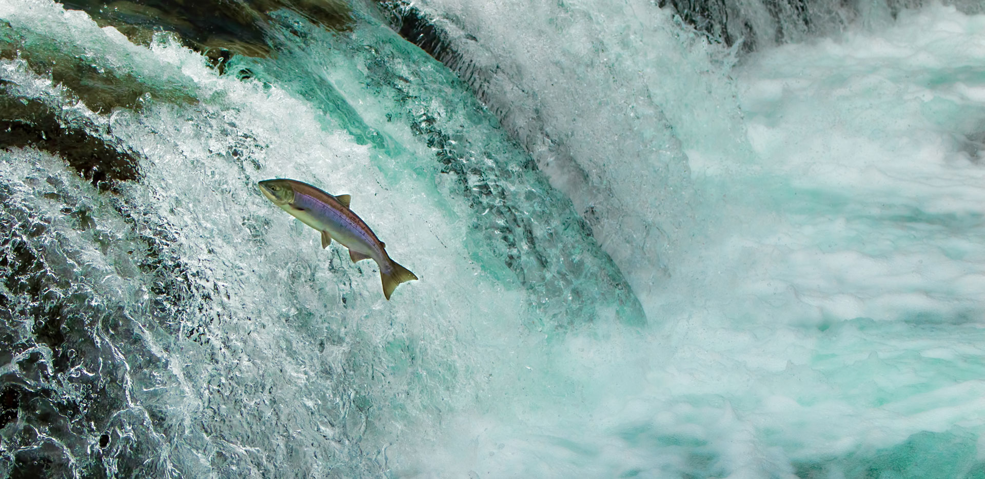 salmon jumping in the water