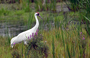 Echo 26 conference image crane in wetlands